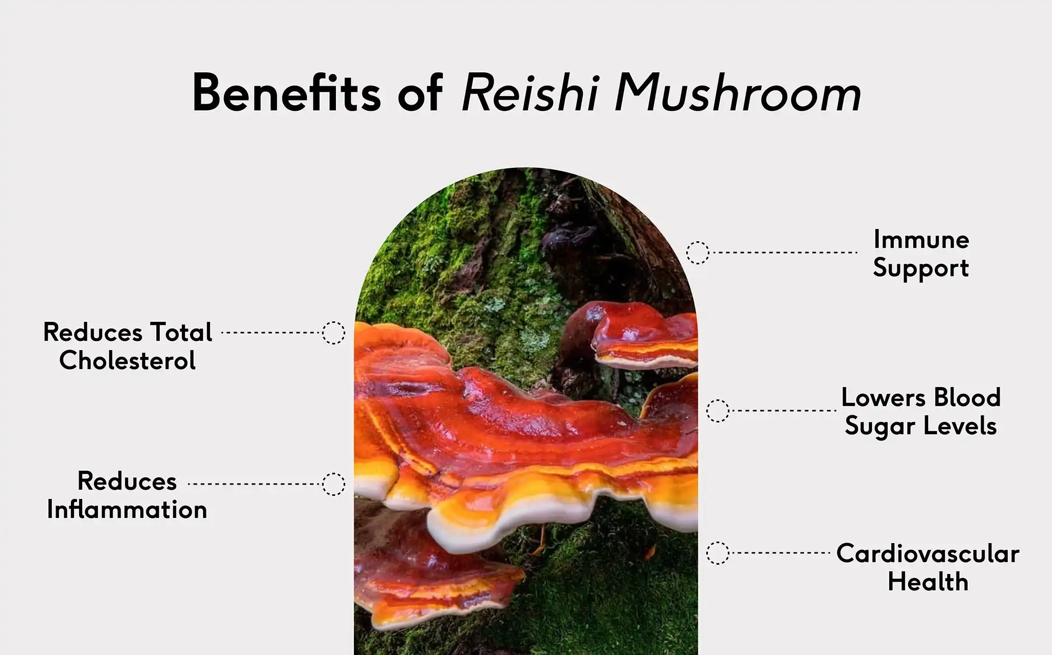 Benefits of Reishi Mushroom Polysaccharides Benefits of Reishi Mushroom Polysaccharides
