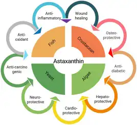 Benefits of astaxanthin Benefits of astaxanthin
