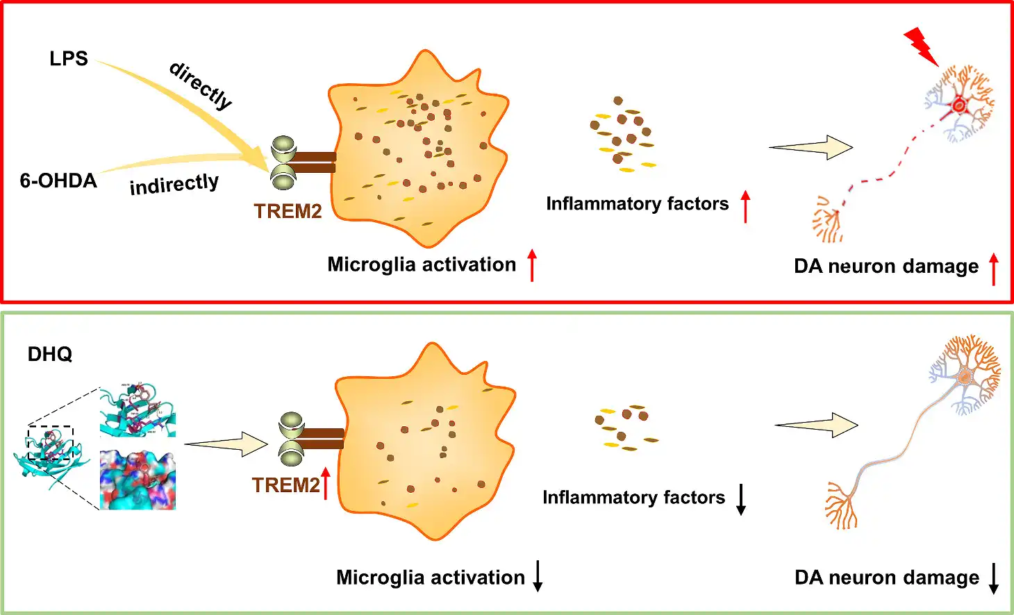 DHQ inhibits neuroinflammation DHQ inhibits neuroinflammation