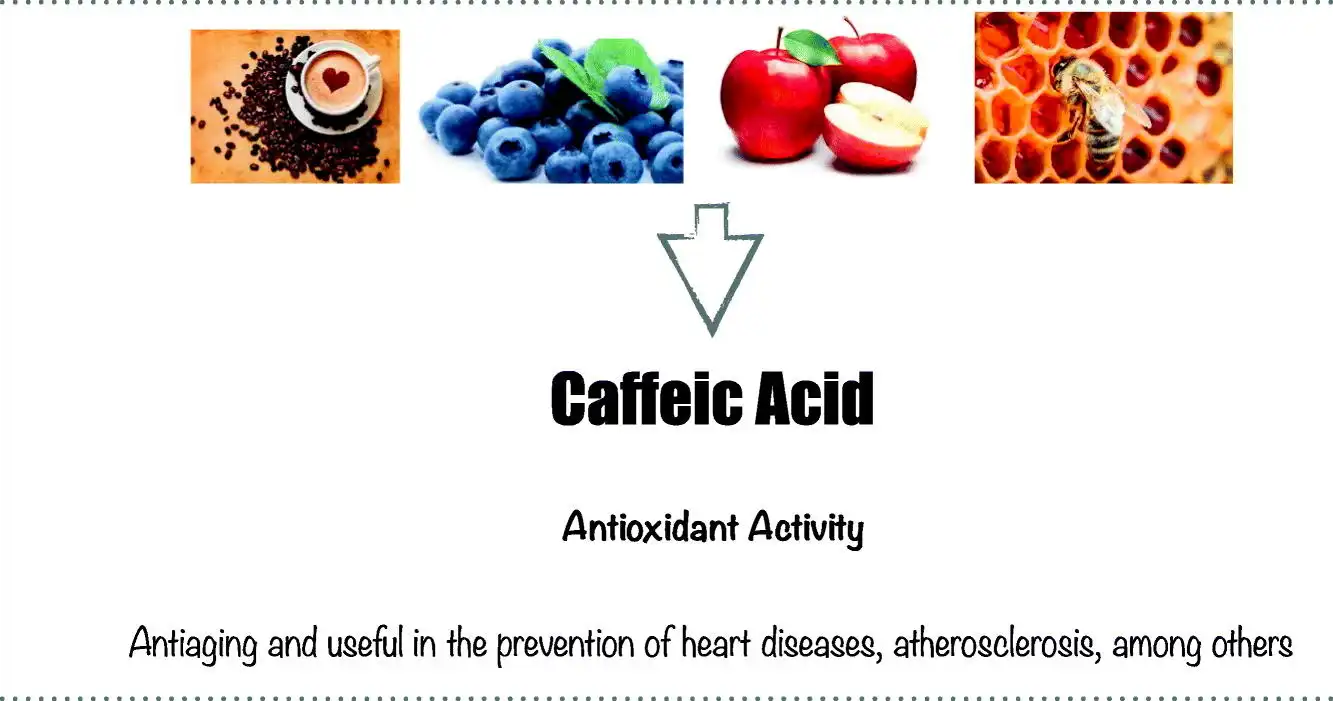 Sources of Caffeic Acid Sources of Caffeic Acid