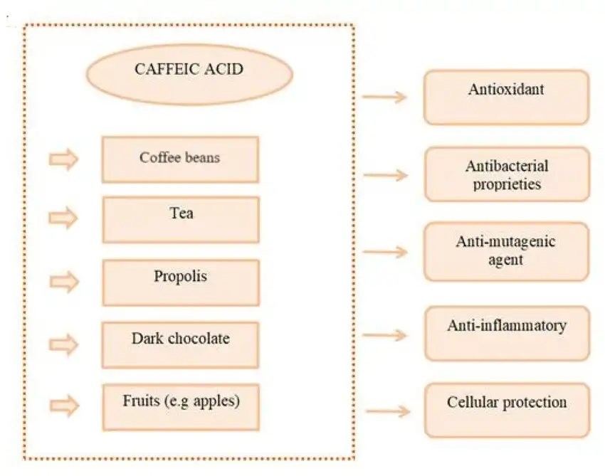 Caffeic Acid Benefits Caffeic Acid Benefits