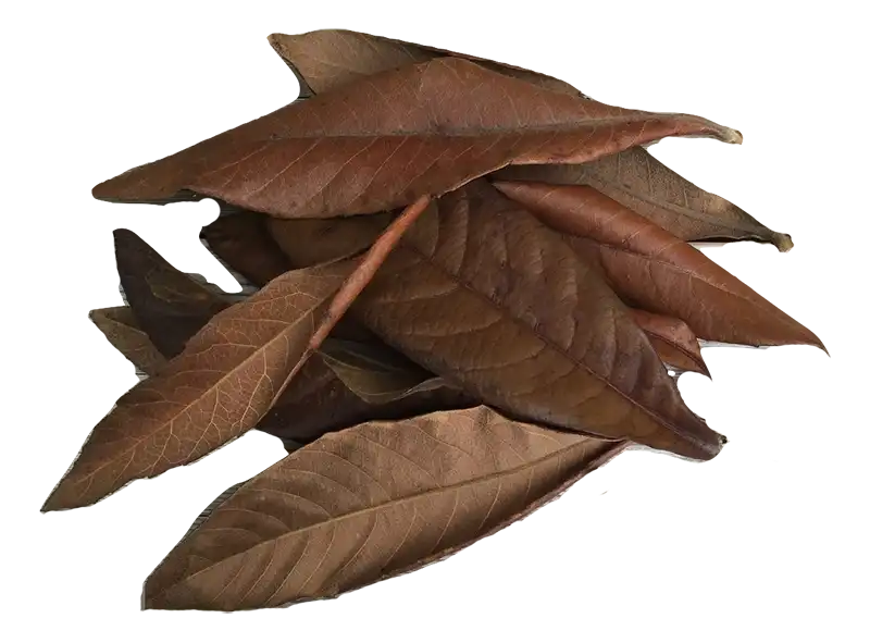 Dry Loquat Leaf