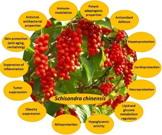Benefits of Schisandrin Benefits of Schisandrin