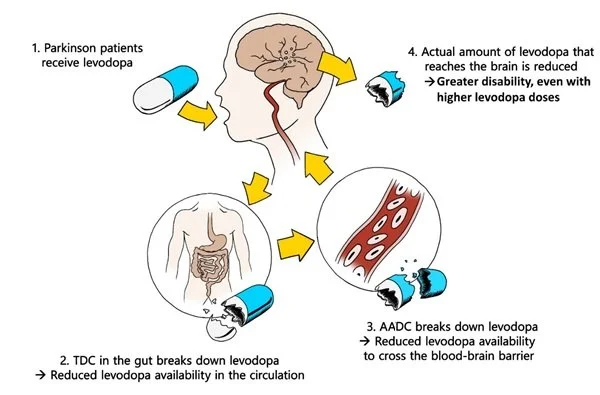 Mechanism of action of levodopa on Parkinson's disease Mechanism of action of levodopa on Parkinson's disease