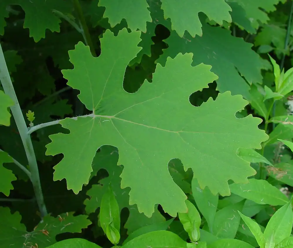 macleaya cordata macleaya cordata