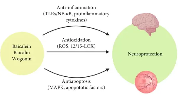 potential benefits of baicalin powder for skin health