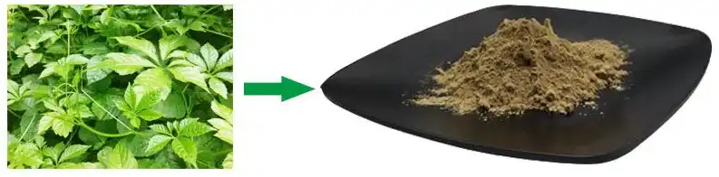 Gynostemma Extract Powder Gynostemma Extract Powder