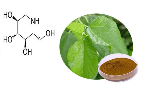 Mulberry Leaf Extract Powder Mulberry Leaf Extract Powder