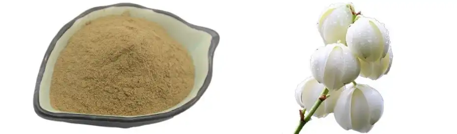 Yucca extract powder Yucca extract powder