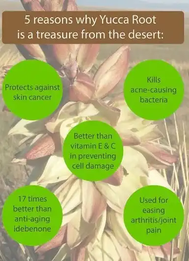 Functions of Yucca Extract Powder Functions of Yucca Extract Powder