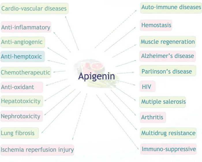 Benefits of Apigenin Bulk Powder Benefits of Apigenin Bulk Powder