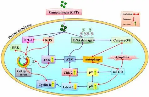 The anticancer mechanism of action of camptothecin. The anticancer mechanism of action of camptothecin.