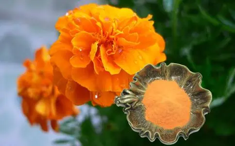 Marigold Extract Lutein Marigold Extract Lutein