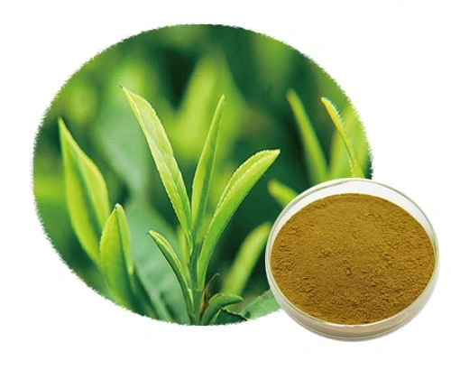 Organic Green Tea Extract Powder Organic Green Tea Extract Powder