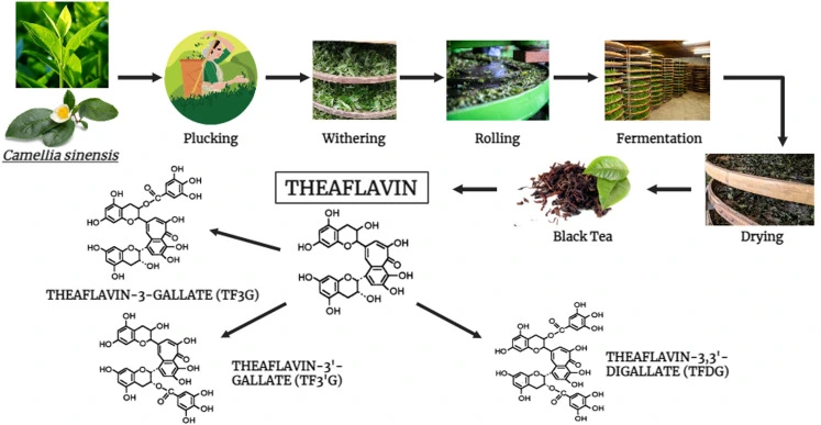 Theaflavin Powder Theaflavin Powder