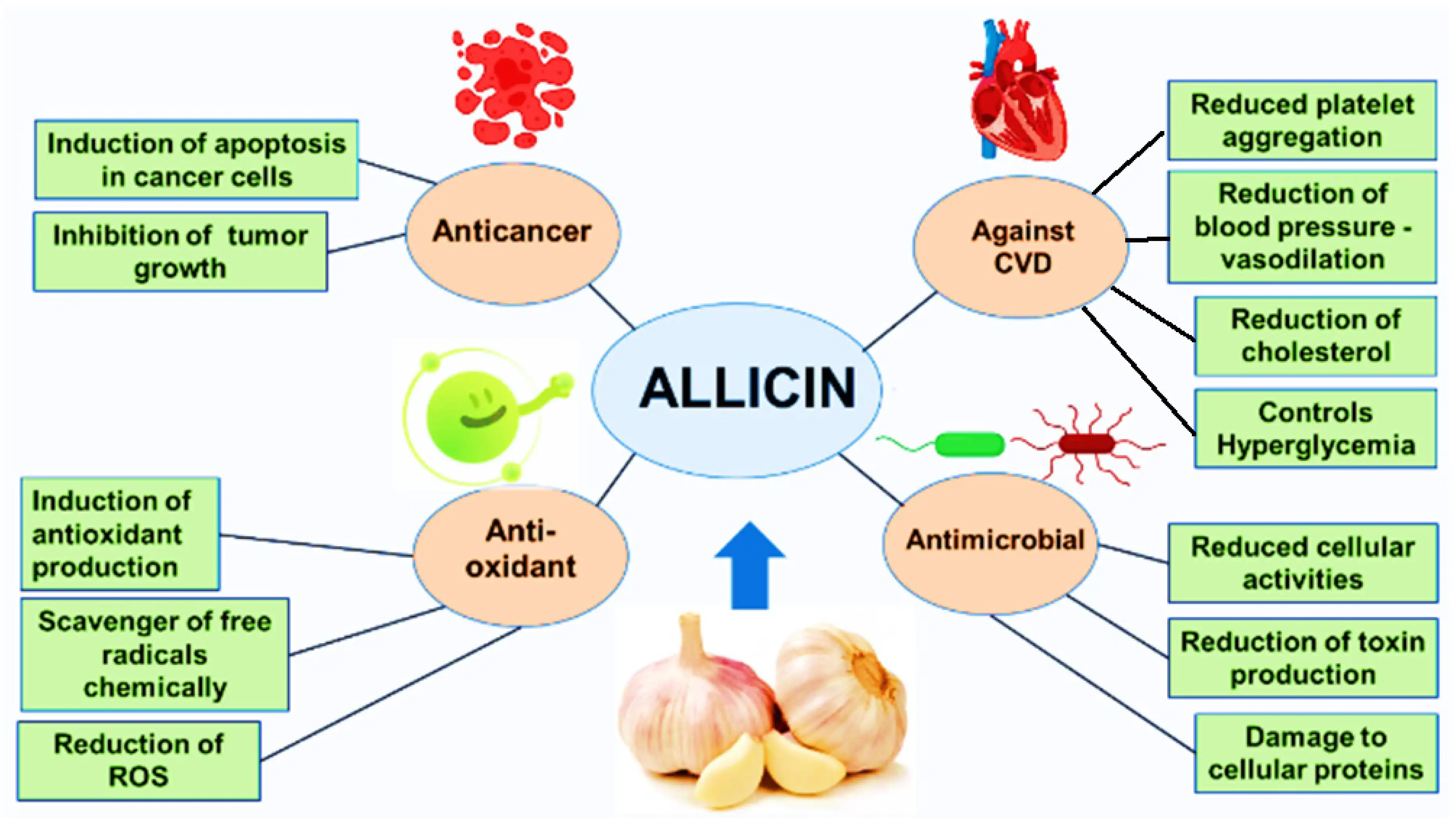 Benefits of Allicin Powder Benefits of Allicin Powder