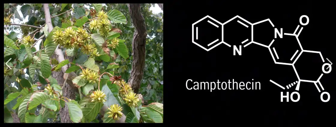 Camptothecin Powder Camptothecin Powder