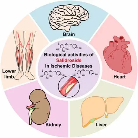 Manteision Powdwr Salidroside Manteision Powdwr Salidroside
