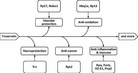 Efficacy and Effectiveness of Troxerutin Powder Efficacy and Effectiveness of Troxerutin Powder