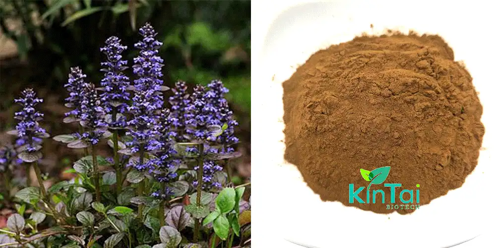 Ajuga Turkestanica Extract Turkesterone Ajuga Turkestanica Extract Turkesterone
