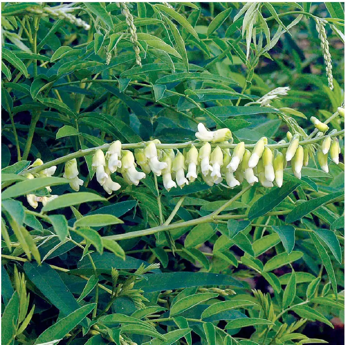 The source of oxysophorine -- matrine The source of oxysophorine -- matrine