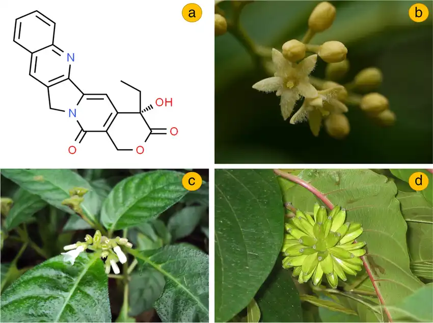 Powdwr Camptothecin Powdwr Camptothecin