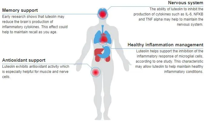 Functions of Pure Luteolin Functions of Pure Luteolin