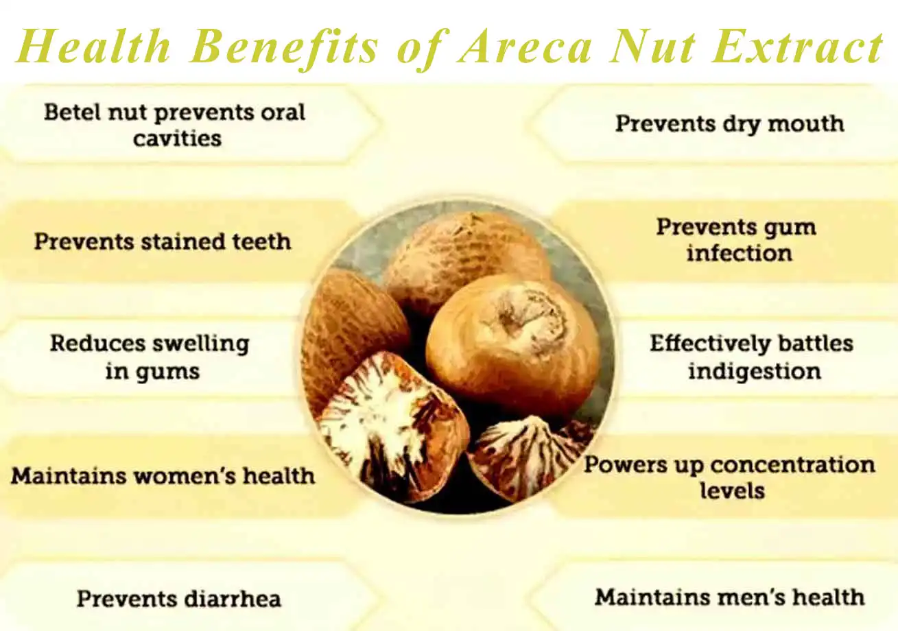 The Effects of Areca Nut Extract The Effects of Areca Nut Extract