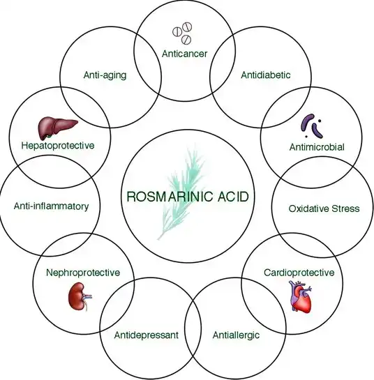Benefits of Rosmarinic Acid Powder Benefits of Rosmarinic Acid Powder