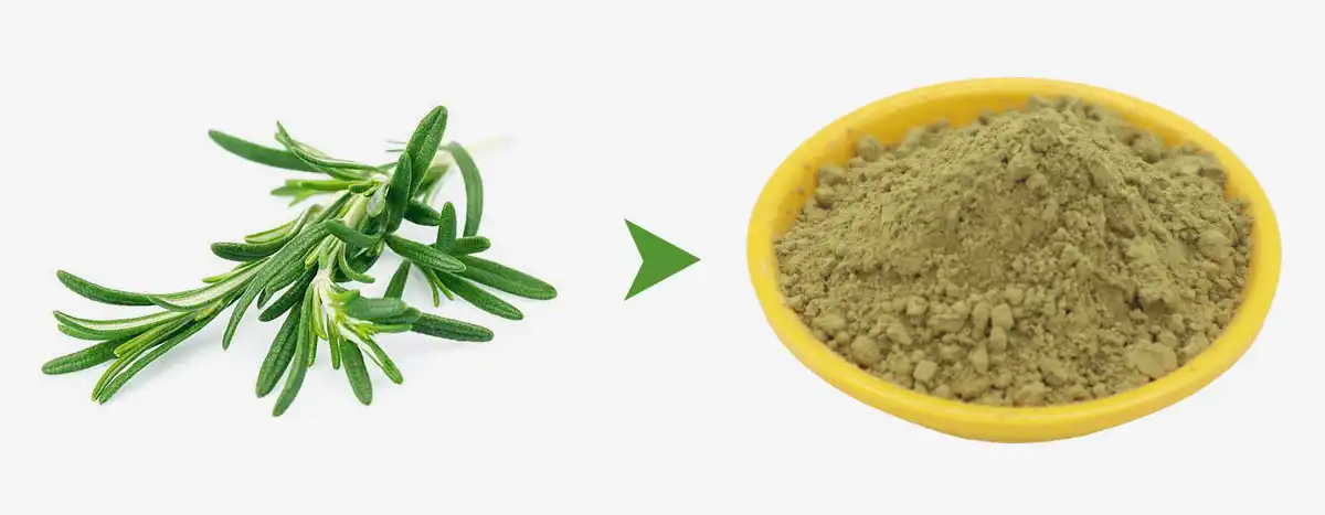 Carnosic acid powder supplier Carnosic acid powder supplier