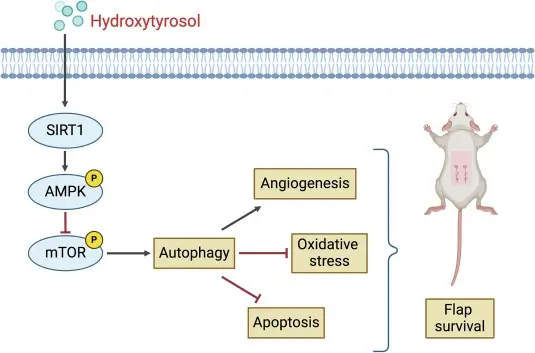 hydroxytyrosol benefits for skin