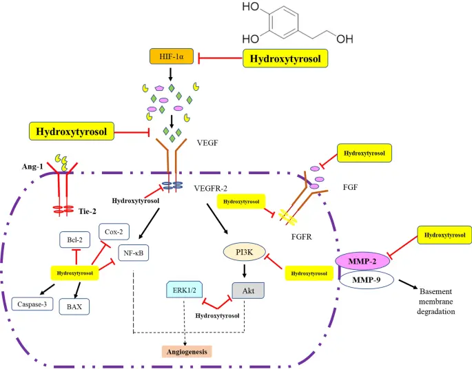 Nutritional Supplements and Functional Foods Industry