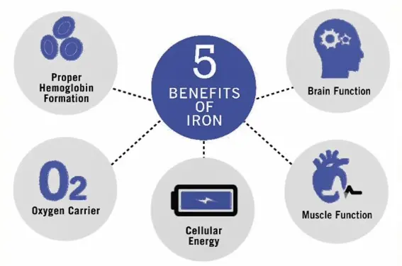 Heme Iron Benefits Heme Iron Benefits