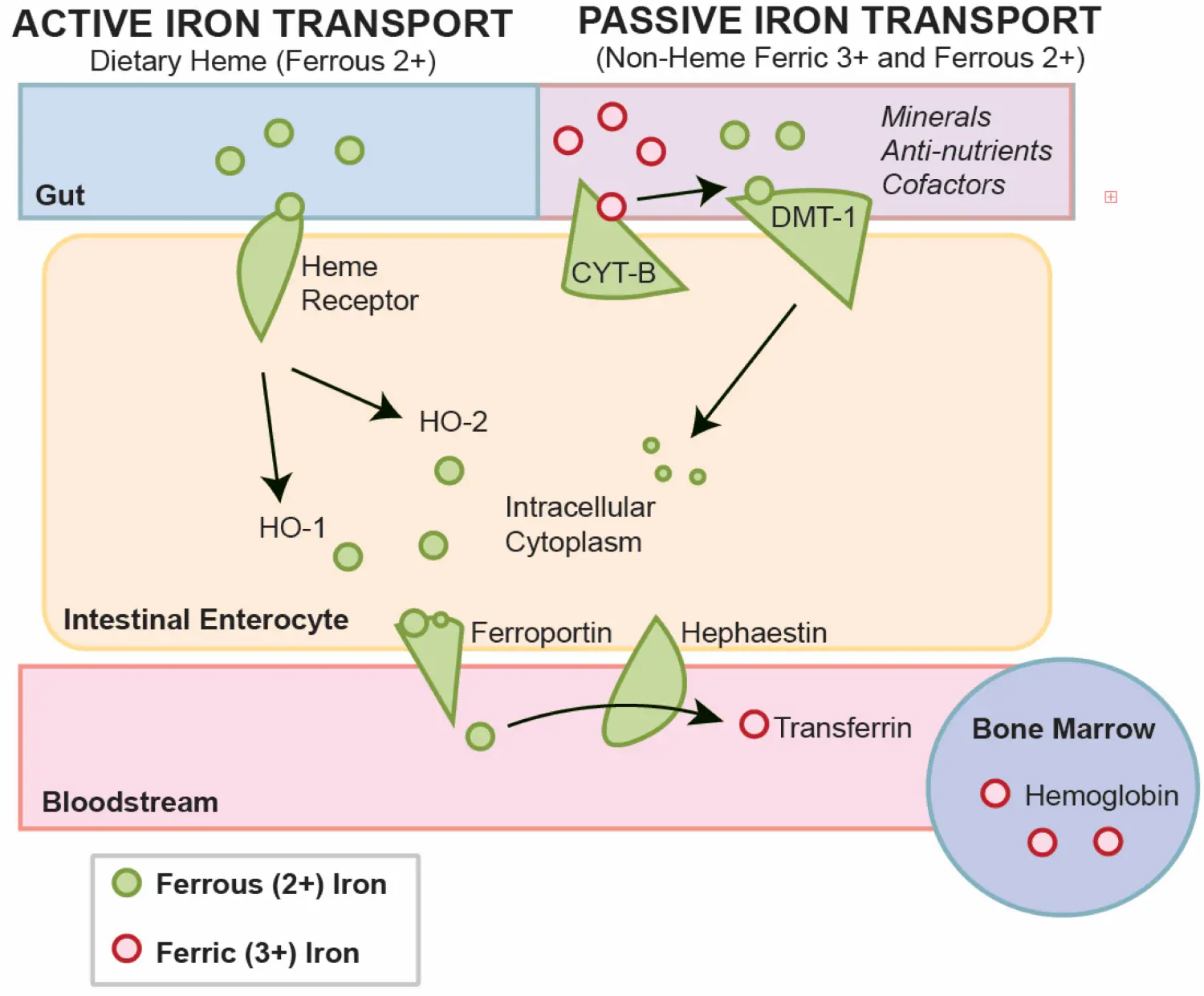 Heme Iron Uses Heme Iron Uses