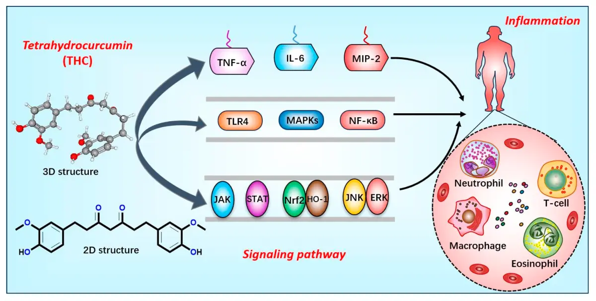 Manfaat Tetrahidrokurkumin Manfaat Tetrahidrokurkumin