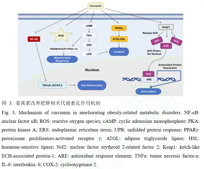 Curcumin for weight loss Curcumin for weight loss