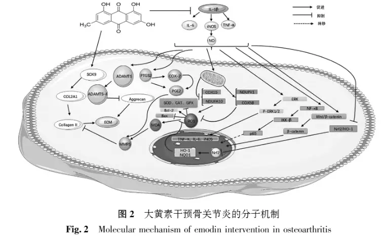 Effects of Emodin on Osteoarthritis Effects of Emodin on Osteoarthritis