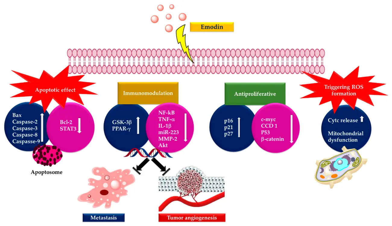 Emodin Uses Emodin Uses