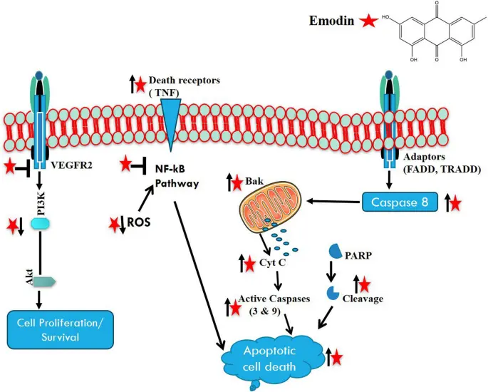 product-1-1 product-1-1