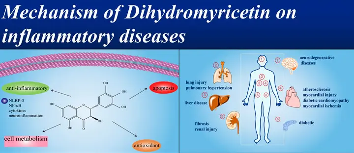 Anti-inflammatory effects of dihydromyricetin