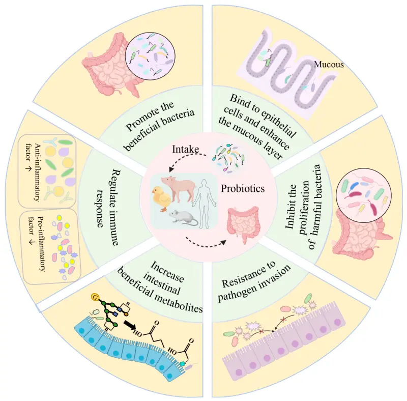 Dihydromyricetin for Livestock and Poultry