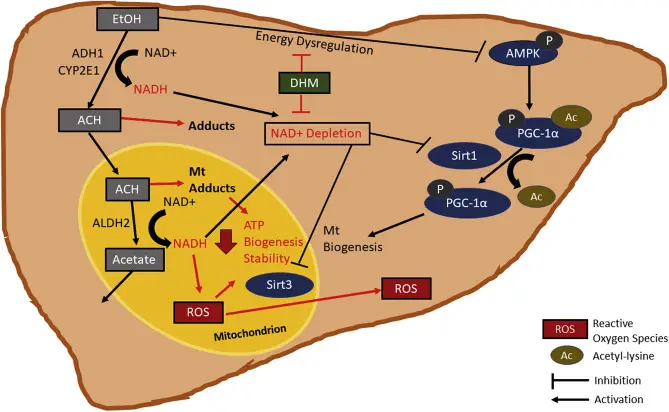 How does DHM Work? How does DHM Work?