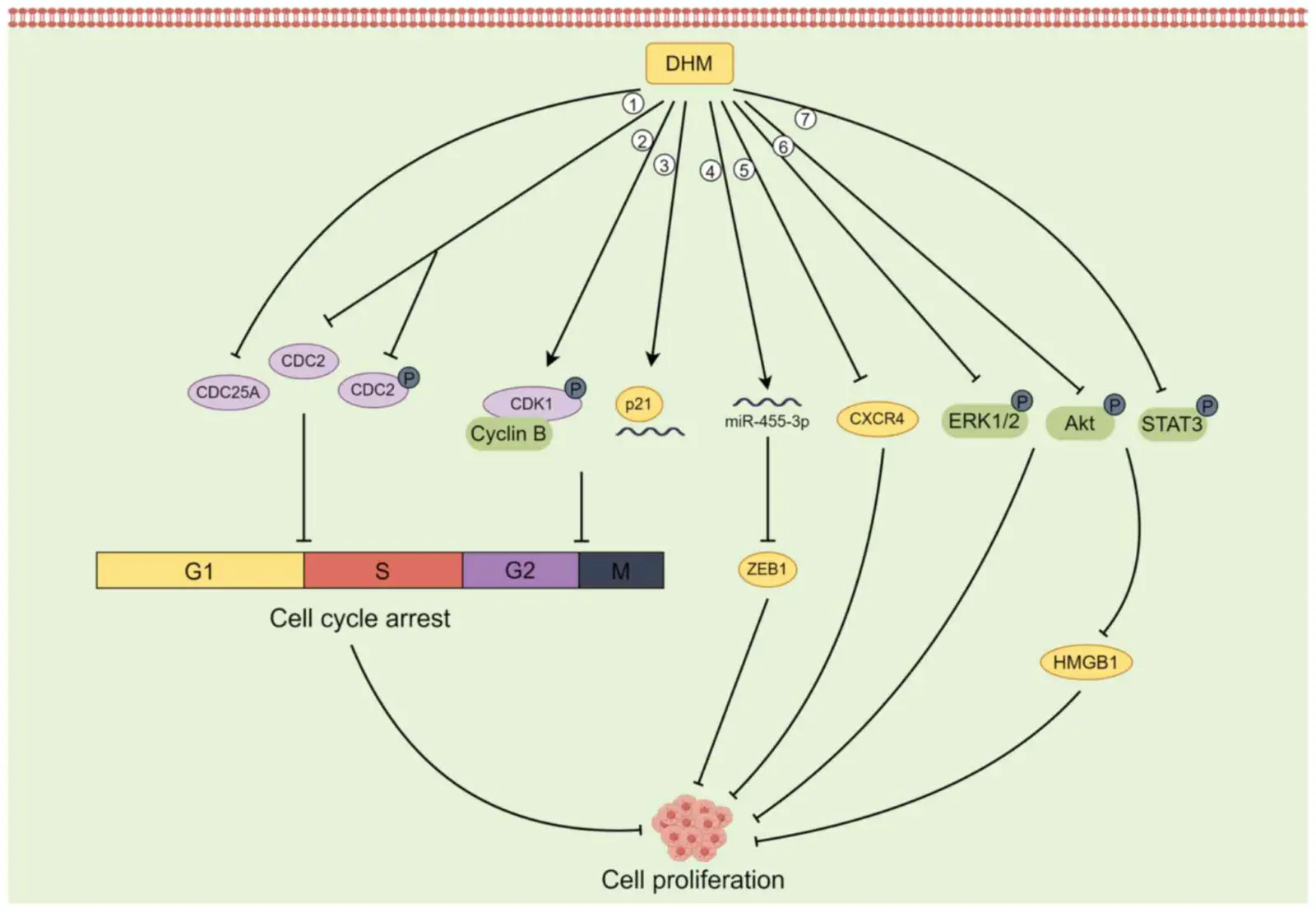  Anti-inflammatory Effects