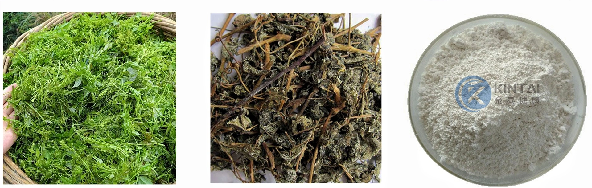 Vine tea Extract Vine tea Extract