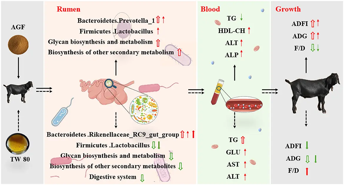 Ampelopsis Grossedentata Extract in Livestock&Poultry Production