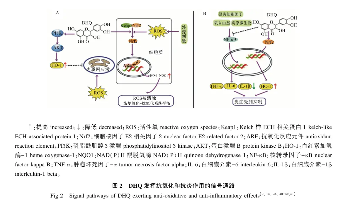 Dihydroquercetin in Livestock and Poultry Production Dihydroquercetin in Livestock and Poultry Production