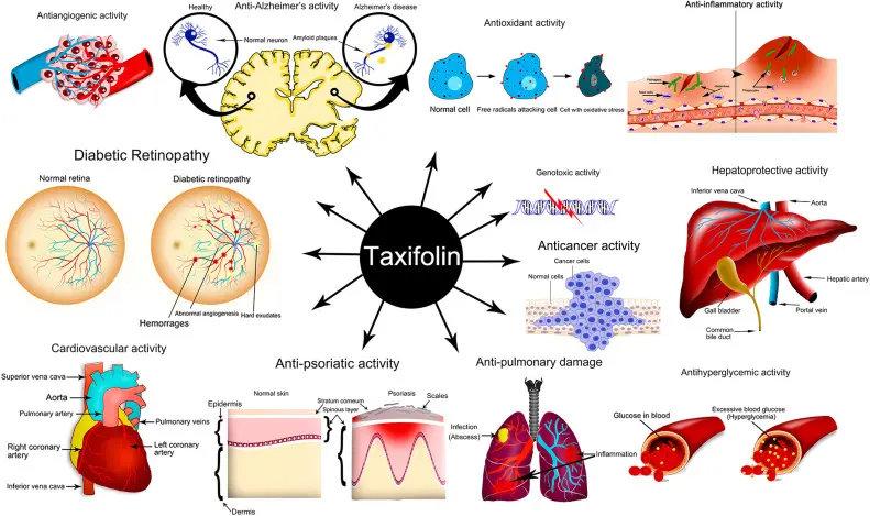 Dihydroquercetin Benefits Dihydroquercetin Benefits