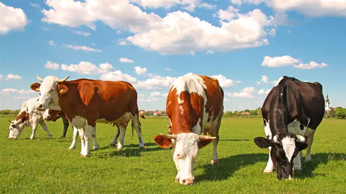 Agriculture and Animal Husbandry