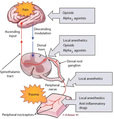 Lappaconitine Hydrobromide in Analgesia Lappaconitine Hydrobromide in Analgesia