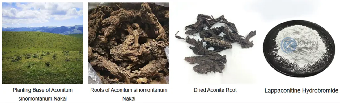 Aconite Root Extract-Lapconitol Hydrobromide Manufacturer Aconite Root Extract-Lapconitol Hydrobromide Manufacturer